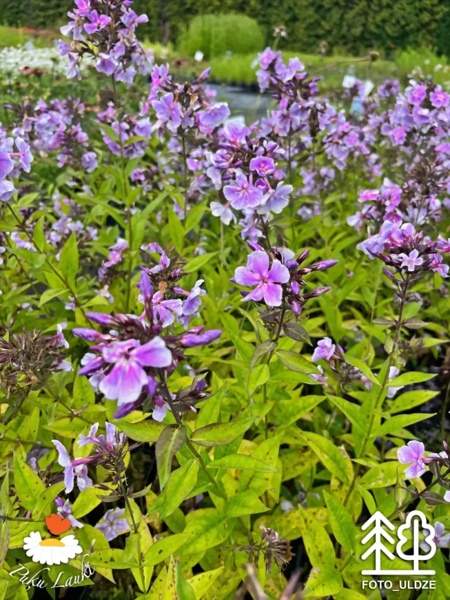 Phlox paniculata   'Franz Schubert'